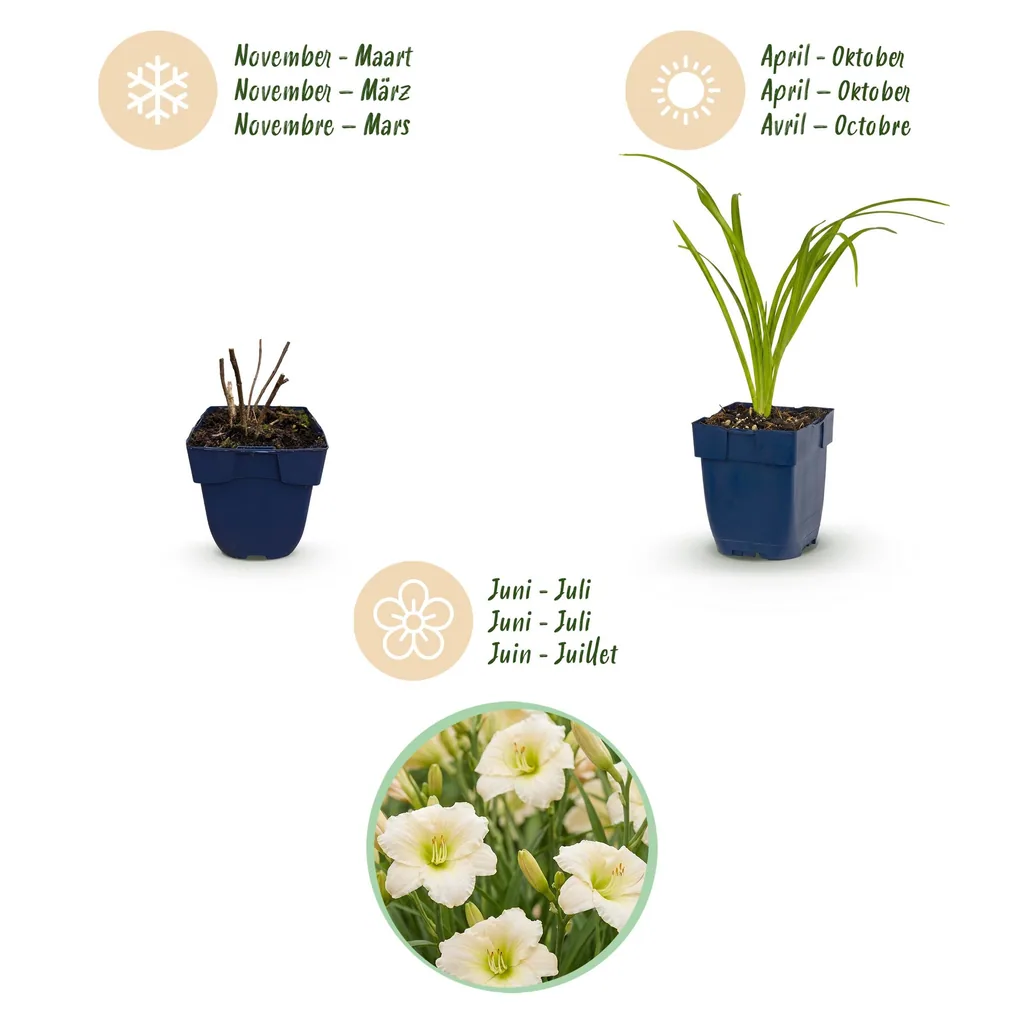 Taglilie 'Arctic Snow' 24er-Set (Hemerocallis) – winterharte Staude, Topf-Ø 11 cm, Höhe ca. 15–25 cm