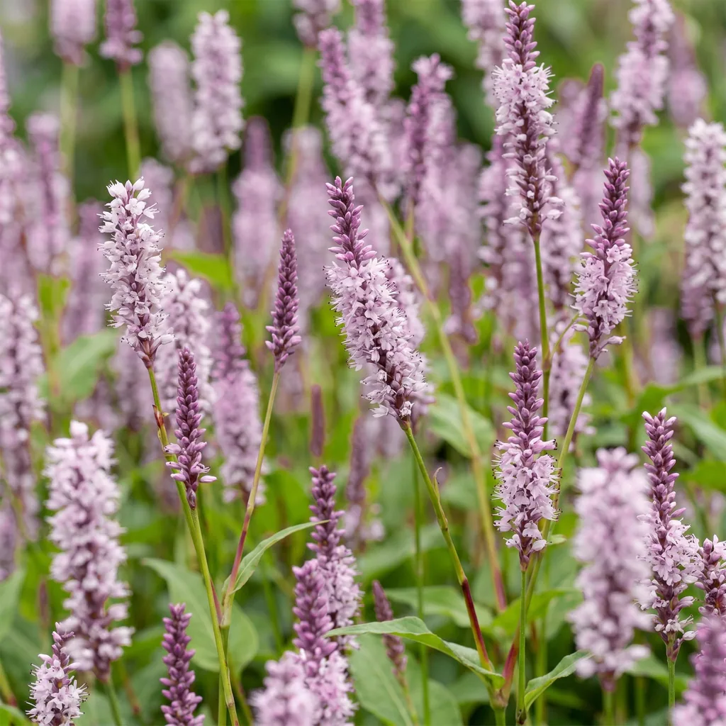 Kerzenknöterich 'Rosea' 24er-Set (Persicaria) – winterharte Staude, Topf-Ø 11 cm, Höhe ca. 15–25 cm