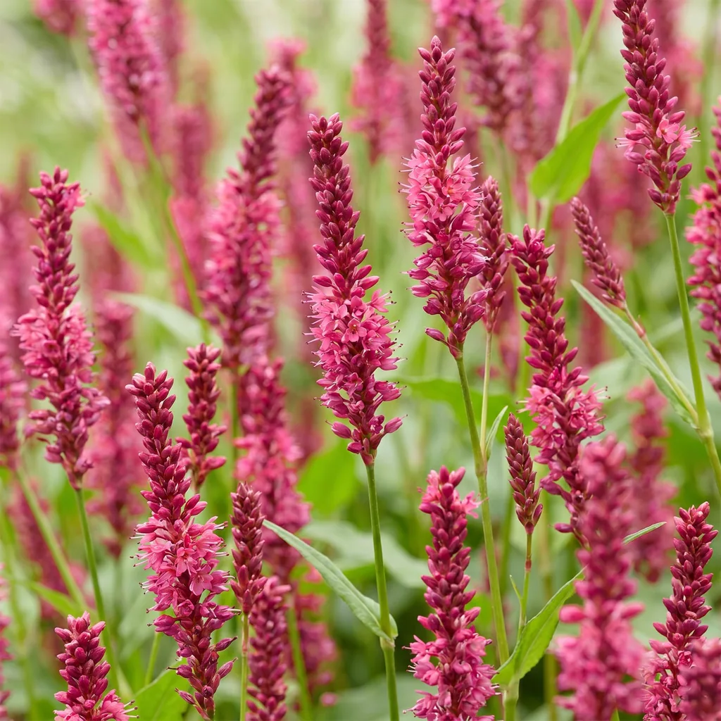 Kerzenknöterich 24er-Set (Persicaria amplexicaulis) – winterharte Staude, Topf-Ø 11 cm, Höhe ca. 15–25 cm
