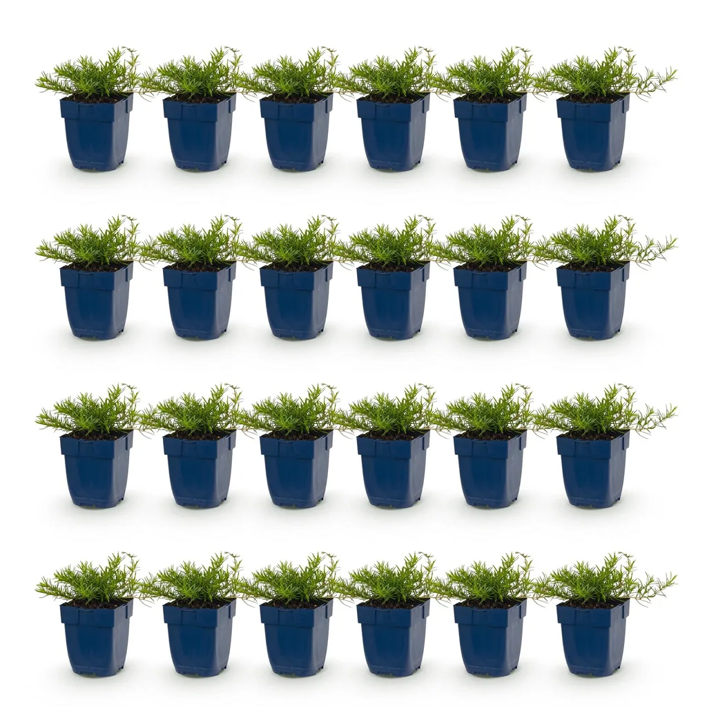 Flammenblume Farbmix 24er-Set (Phlox) – winterharte Staude, Topf-Ø 11 cm, Höhe ca. 15–25 cm