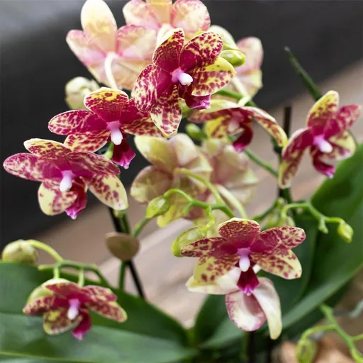 Kolibri Orchids | Orange Grosetto Orchidee mit orangefarbenem Poppy-Übertopf – Topfgröße Topf-Ø 9 cm – frisch vom Züchter