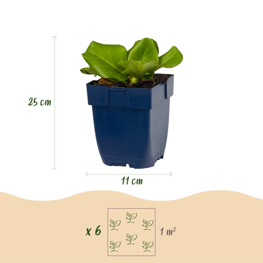 Herzblättrige Bergenie (Bergenia cordifolia) – winterharte Staude, Topf-Ø 11 cm, Höhe ca. 15–25 cm