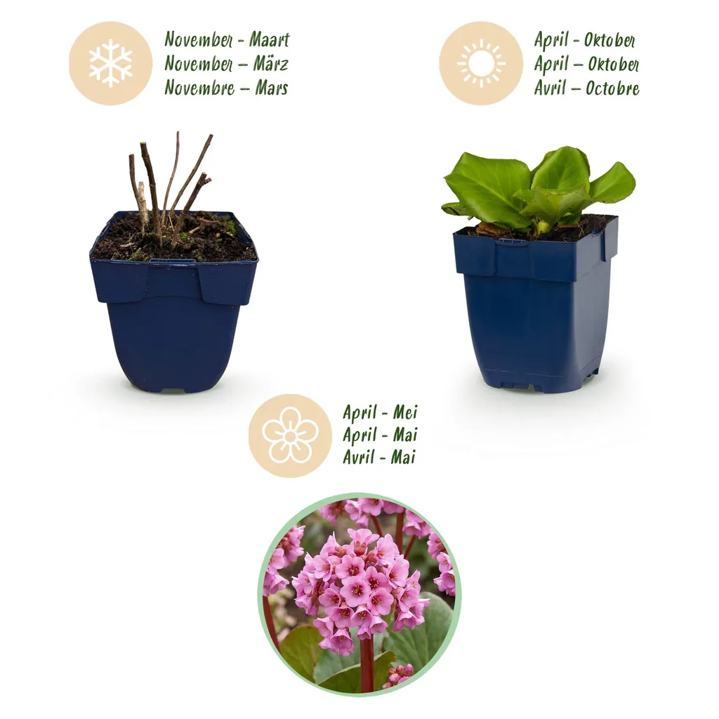 Herzblättrige Bergenie (Bergenia cordifolia) – winterharte Staude, Topf-Ø 11 cm, Höhe ca. 15–25 cm