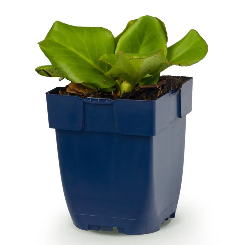 Herzblättrige Bergenie (Bergenia cordifolia) – winterharte Staude, Topf-Ø 11 cm, Höhe ca. 15–25 cm