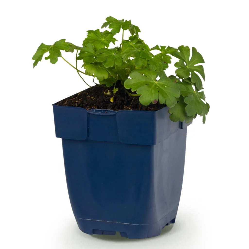 Storchschnabel 'Czakor' (Geranium) – Staude, Topf-Ø 11 cm, Höhe ca. 15–25 cm
