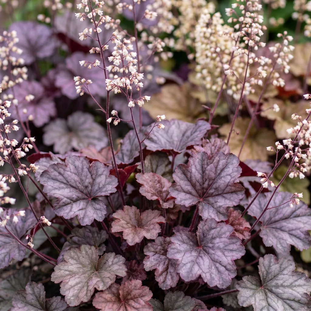 Kleinblütiges Purpurglöckchen 'Palace Purple' (Heuchera micrantha) – winterharte Blattschmuckstaude, Topf-Ø 11 cm, Höhe ca. 15–25 cm