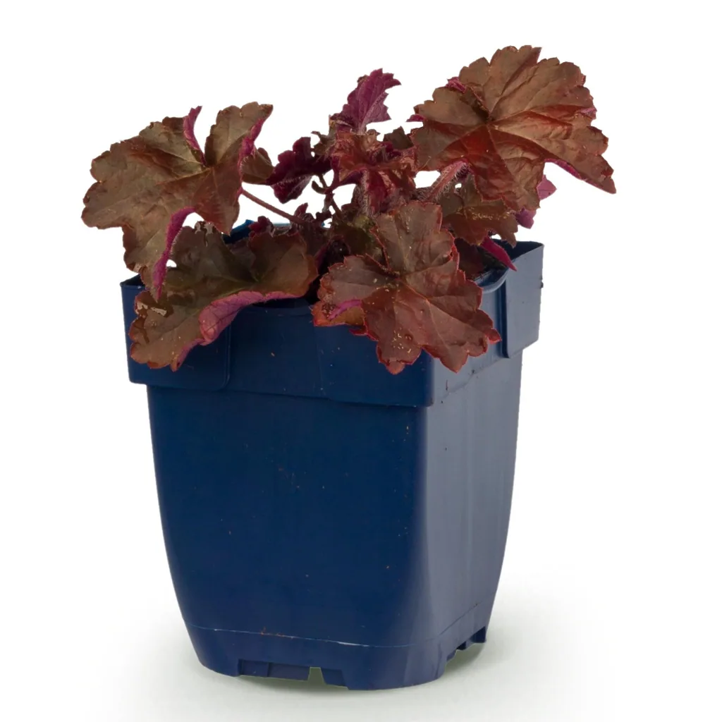 Kleinblütiges Purpurglöckchen 'Palace Purple' (Heuchera micrantha) – winterharte Blattschmuckstaude, Topf-Ø 11 cm, Höhe ca. 15–25 cm