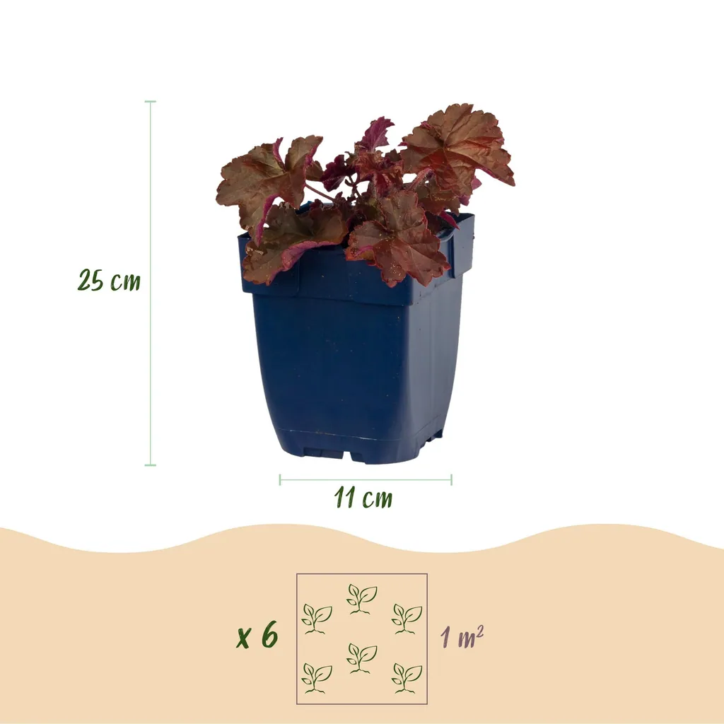 Kleinblütiges Purpurglöckchen 'Palace Purple' (Heuchera micrantha) – winterharte Blattschmuckstaude, Topf-Ø 11 cm, Höhe ca. 15–25 cm
