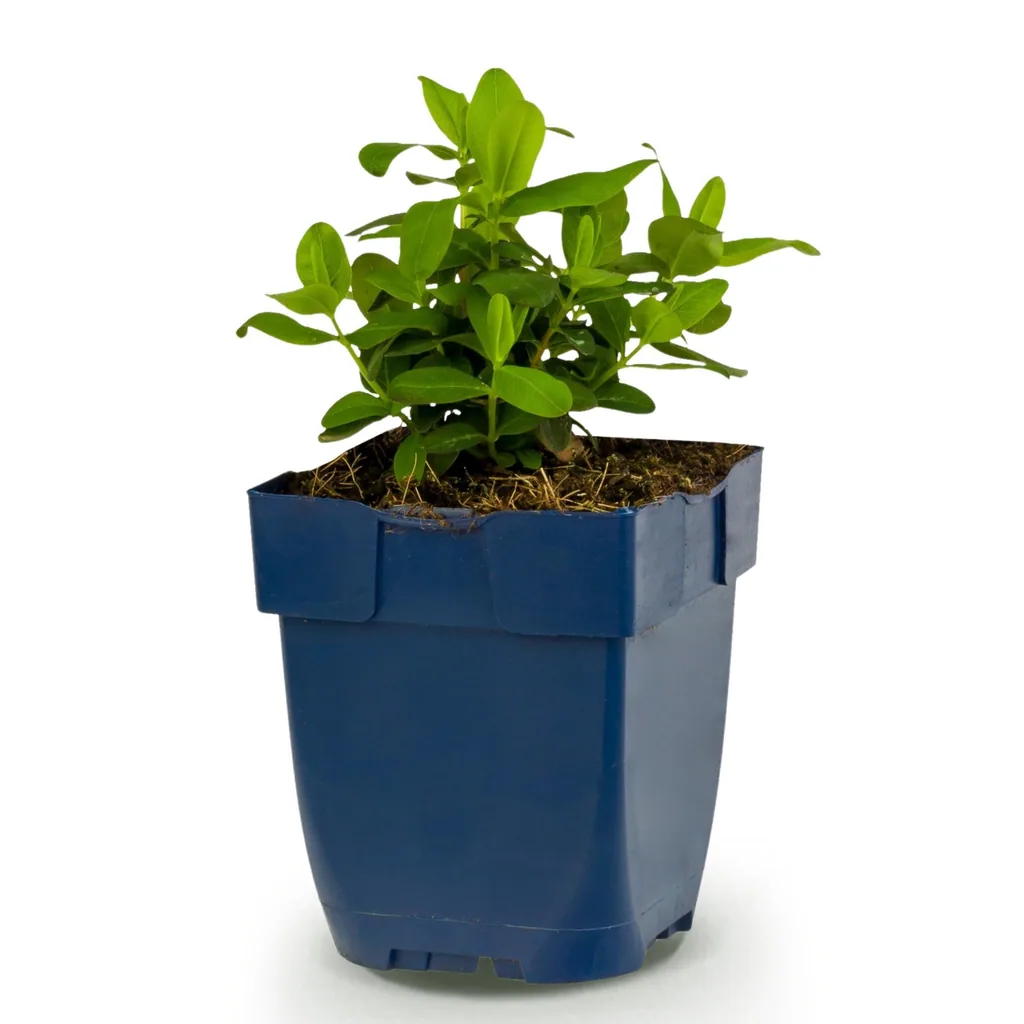 Teppich-Johanniskraut (Hypericum calycinum) – winterharter Bodendecker, Topf-Ø 11 cm, Höhe ca. 15–25 cm