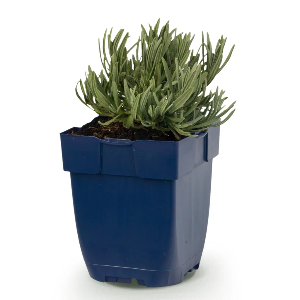 Echter Lavendel 'Edelweiss' (Lavandula angustifolia) – winterharte Duftpflanze, Topf-Ø 11 cm, Höhe ca. 15–25 cm