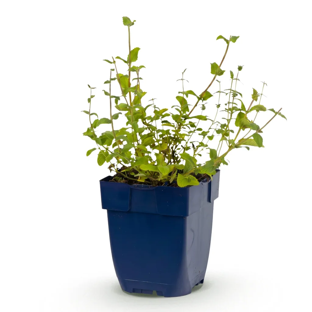 Katzenminze 'Grog' (Nepeta) – winterharte Staude, Topf-Ø 11 cm, Höhe ca. 15–25 cm