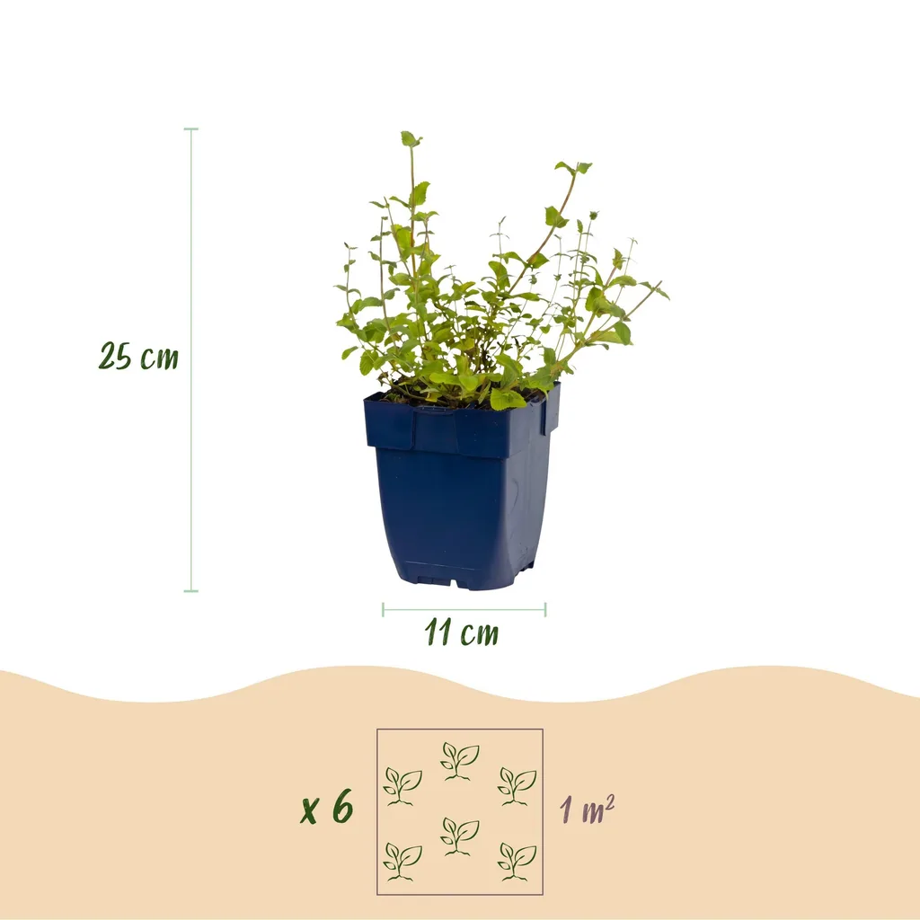Katzenminze 'Grog' (Nepeta) – winterharte Staude, Topf-Ø 11 cm, Höhe ca. 15–25 cm
