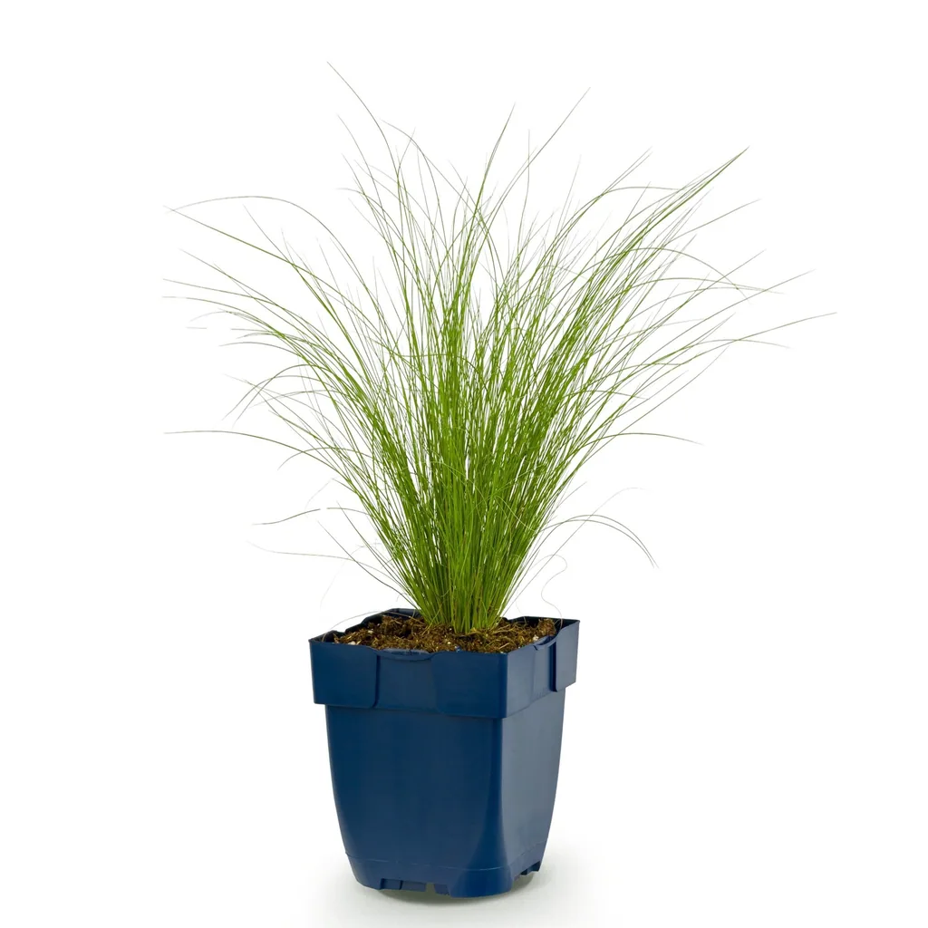 Engelshaar-Federgras 'Ponytails' (Stipa tenuissima) – winterhartes Ziergras, Topf-Ø 11 cm, Höhe ca. 15–25 cm