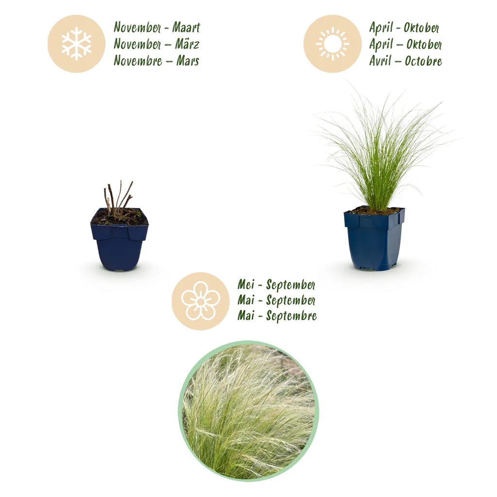 Engelshaar-Federgras 'Ponytails' (Stipa tenuissima) – winterhartes Ziergras, Topf-Ø 11 cm, Höhe ca. 15–25 cm