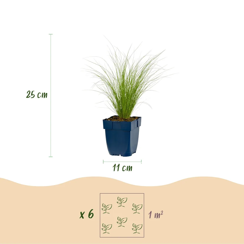 Engelshaar-Federgras 'Ponytails' (Stipa tenuissima) – winterhartes Ziergras, Topf-Ø 11 cm, Höhe ca. 15–25 cm