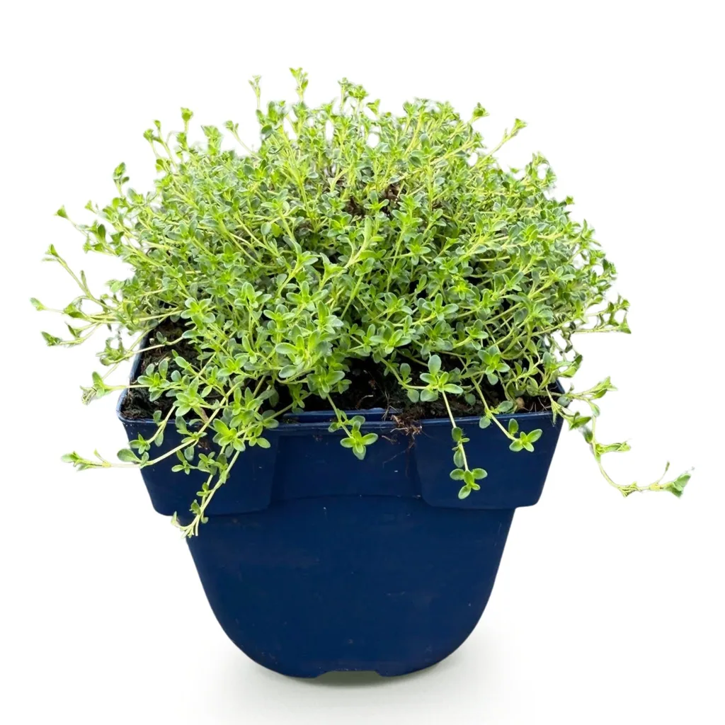 Polster-Thymian 'Albiflorus' (Thymus praecox) – winterharte Staude, Topf-Ø 11 cm, Höhe ca. 15–25 cm