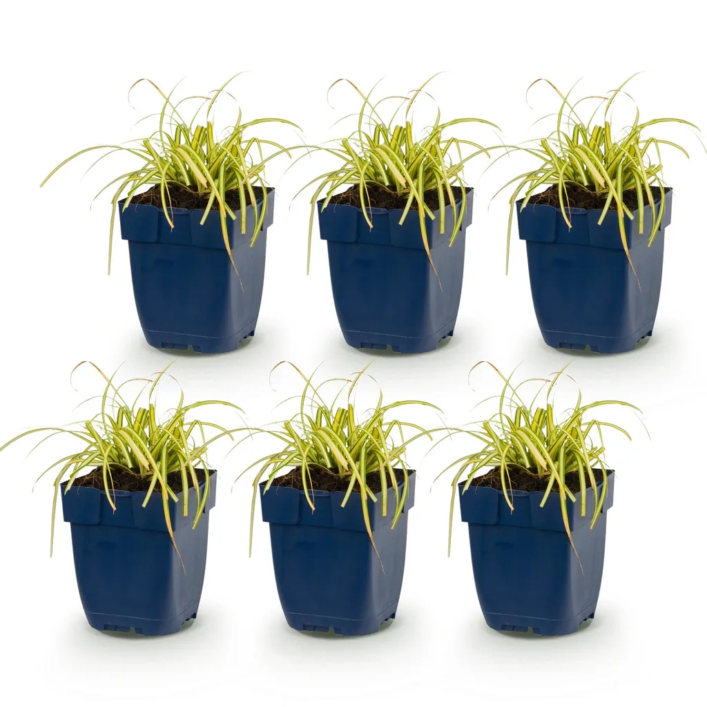 Japan-Segge 'Evergold' 6er-Set (Carex oshimensis) – winterhartes Ziergras, Topf-Ø 11 cm, Höhe ca. 15–25 cm