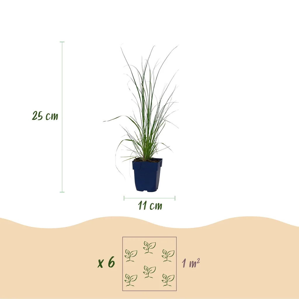 Pampasgras 'Pumila' 6er-Set (Cortaderia) – winterhartes Ziergras, Topf-Ø 11 cm, Höhe ca. 15–25 cm
