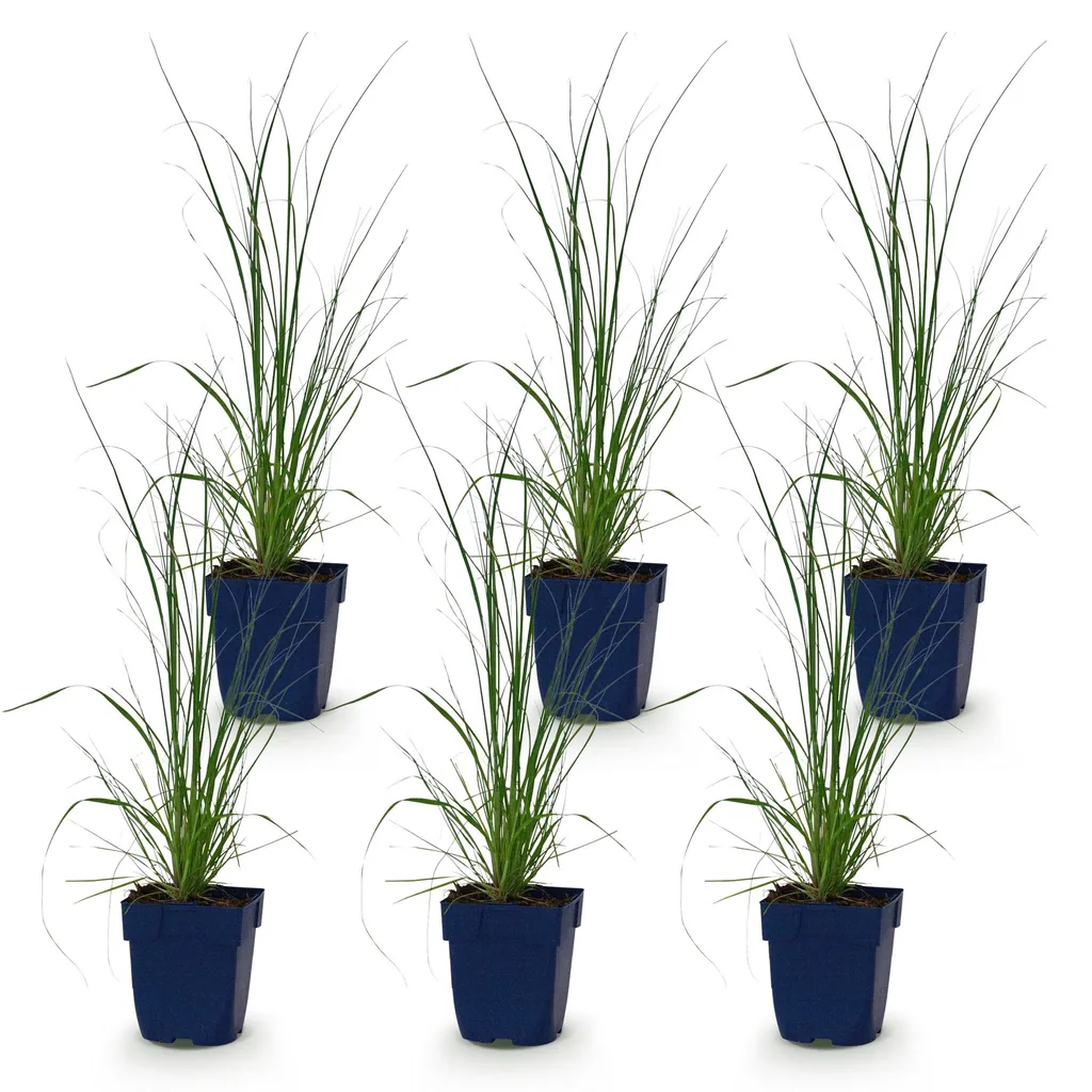 Pampasgras 'Pumila' 6er-Set (Cortaderia) – winterhartes Ziergras, Topf-Ø 11 cm, Höhe ca. 15–25 cm