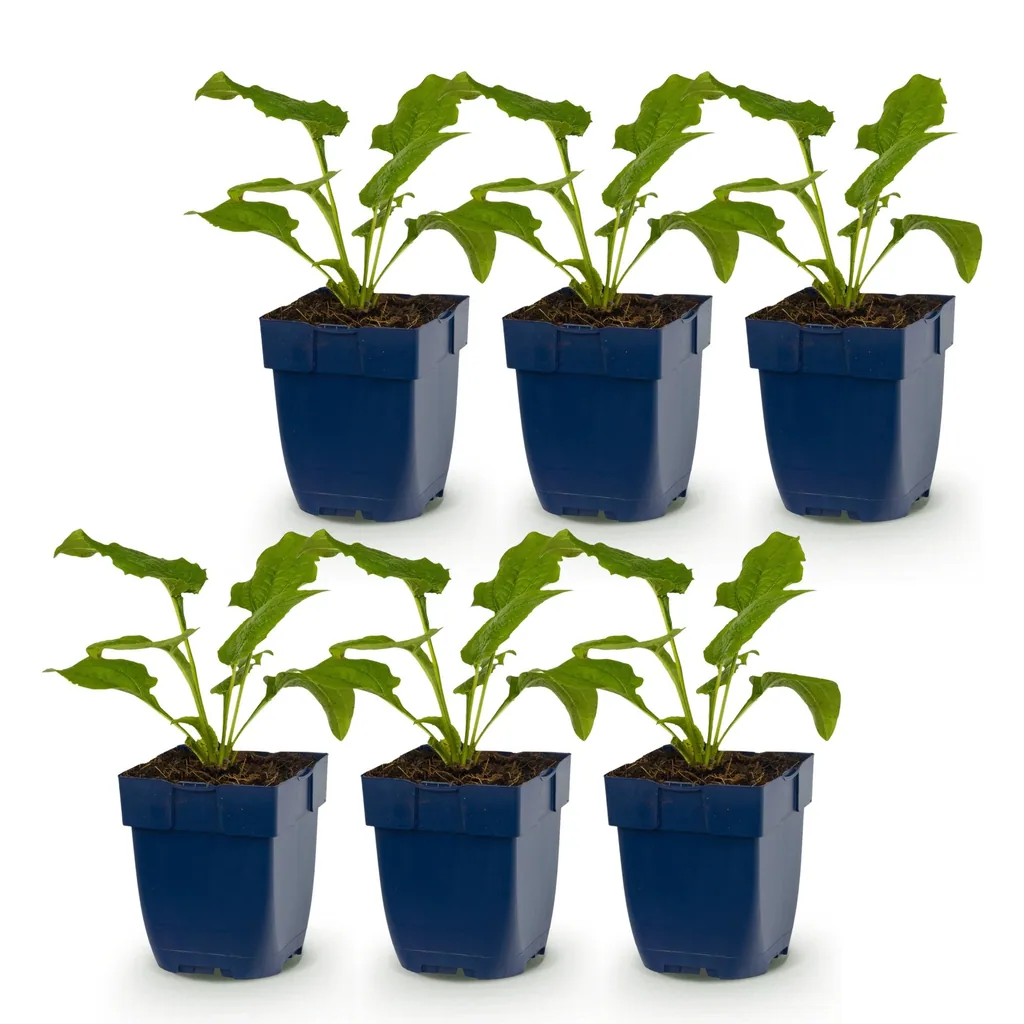 Purpursonnenhut 'Alba' 6er-Set (Echinacea purpurea) – winterharte Staude, Topf-Ø 11 cm, Höhe ca. 15–25 cm