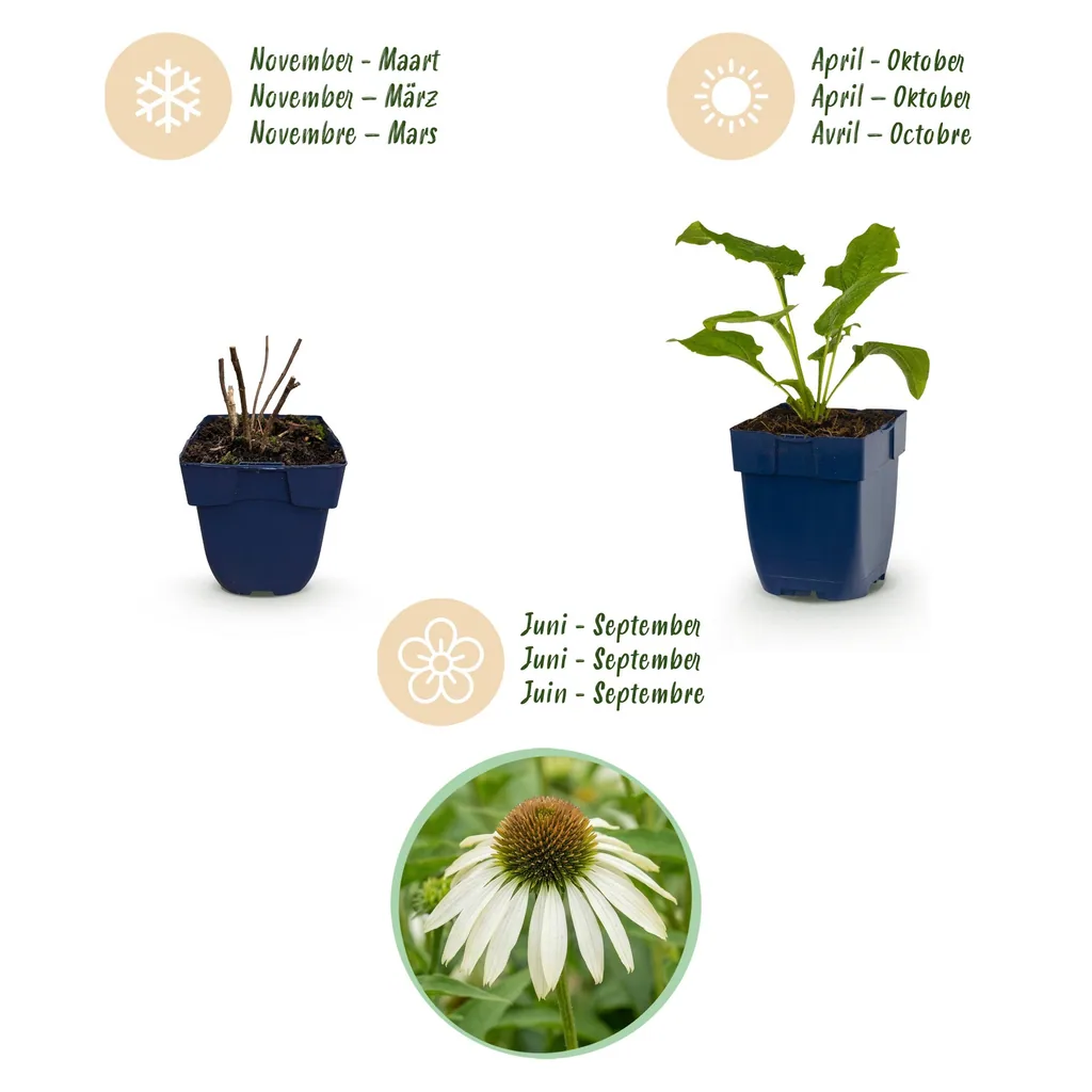 Purpursonnenhut 'Alba' 6er-Set (Echinacea purpurea) – winterharte Staude, Topf-Ø 11 cm, Höhe ca. 15–25 cm
