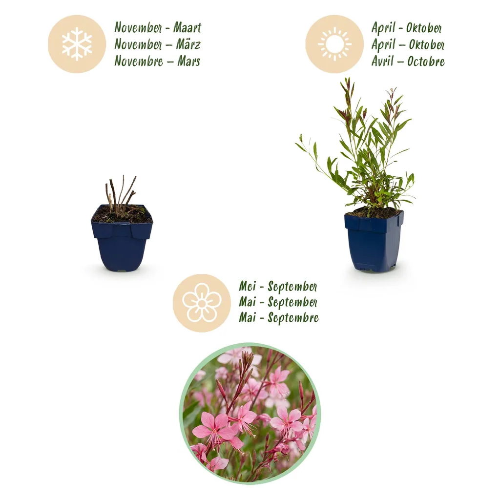 Prachtkerze 'Florgauros' 6er-Set (Gaura lindheimeri) – winterharte Staude, Topf-Ø 11 cm, Höhe ca. 15–25 cm