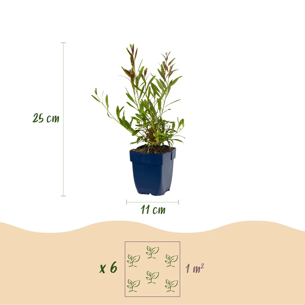 Prachtkerze 'Florgauros' 6er-Set (Gaura lindheimeri) – winterharte Staude, Topf-Ø 11 cm, Höhe ca. 15–25 cm