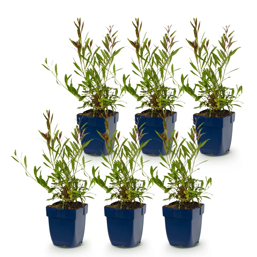 Prachtkerze 'Florgauros' 6er-Set (Gaura lindheimeri) – winterharte Staude, Topf-Ø 11 cm, Höhe ca. 15–25 cm