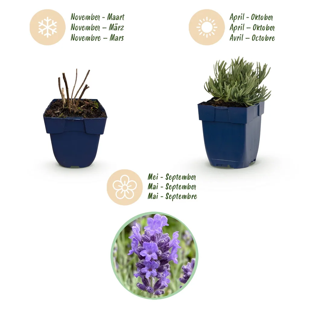Echter Lavendel 'Dwarf Blue' 6er-Set (Lavandula angustifolia) – winterharte Duftpflanze, Topf-Ø 11 cm, Höhe ca. 15–25 cm