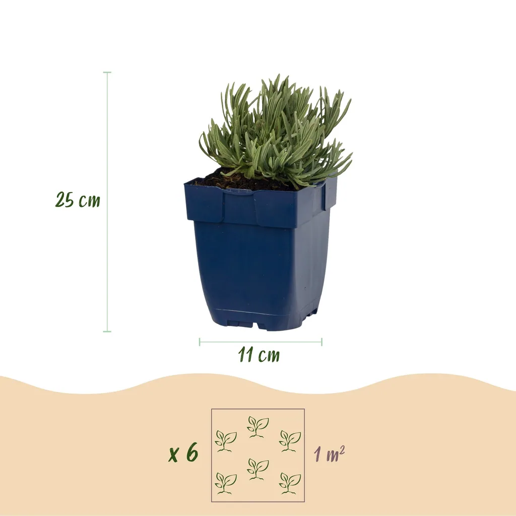 Echter Lavendel 'Dwarf Blue' 6er-Set (Lavandula angustifolia) – winterharte Duftpflanze, Topf-Ø 11 cm, Höhe ca. 15–25 cm