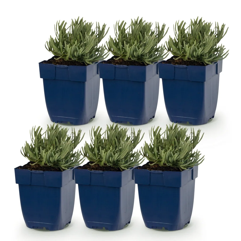Echter Lavendel 'Dwarf Blue' 6er-Set (Lavandula angustifolia) – winterharte Duftpflanze, Topf-Ø 11 cm, Höhe ca. 15–25 cm