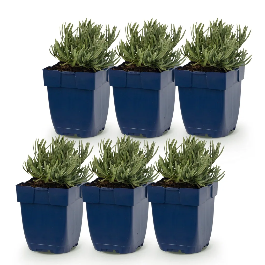 Echter Lavendel 'Hidcote' 6er-Set (Lavandula angustifolia) – winterharte Duftpflanze, Topf-Ø 11 cm, Höhe ca. 15–25 cm