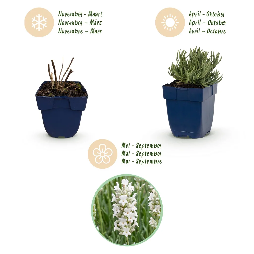 Echter Lavendel 'Hidcote' 6er-Set (Lavandula angustifolia) – winterharte Duftpflanze, Topf-Ø 11 cm, Höhe ca. 15–25 cm