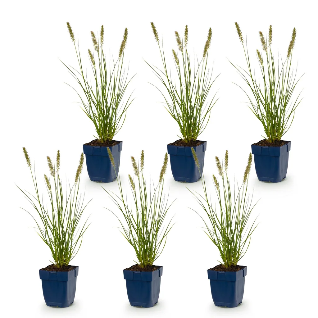 Lampenputzergras 'Hameln' 6er-Set (Pennisetum alopecuroides) – winterhartes Ziergras, Topf-Ø 11 cm, Höhe ca. 15–25 cm