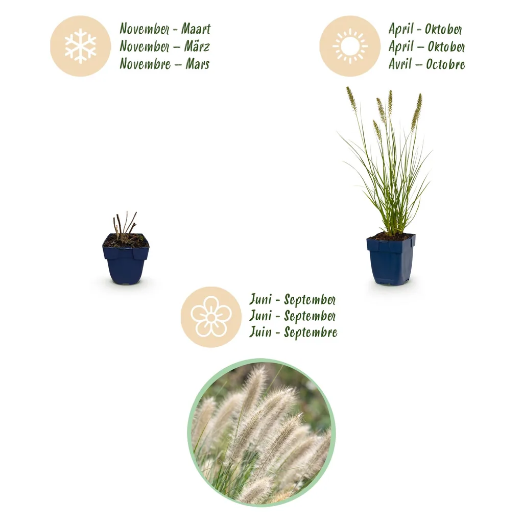 Lampenputzergras 'Hameln' 6er-Set (Pennisetum alopecuroides) – winterhartes Ziergras, Topf-Ø 11 cm, Höhe ca. 15–25 cm