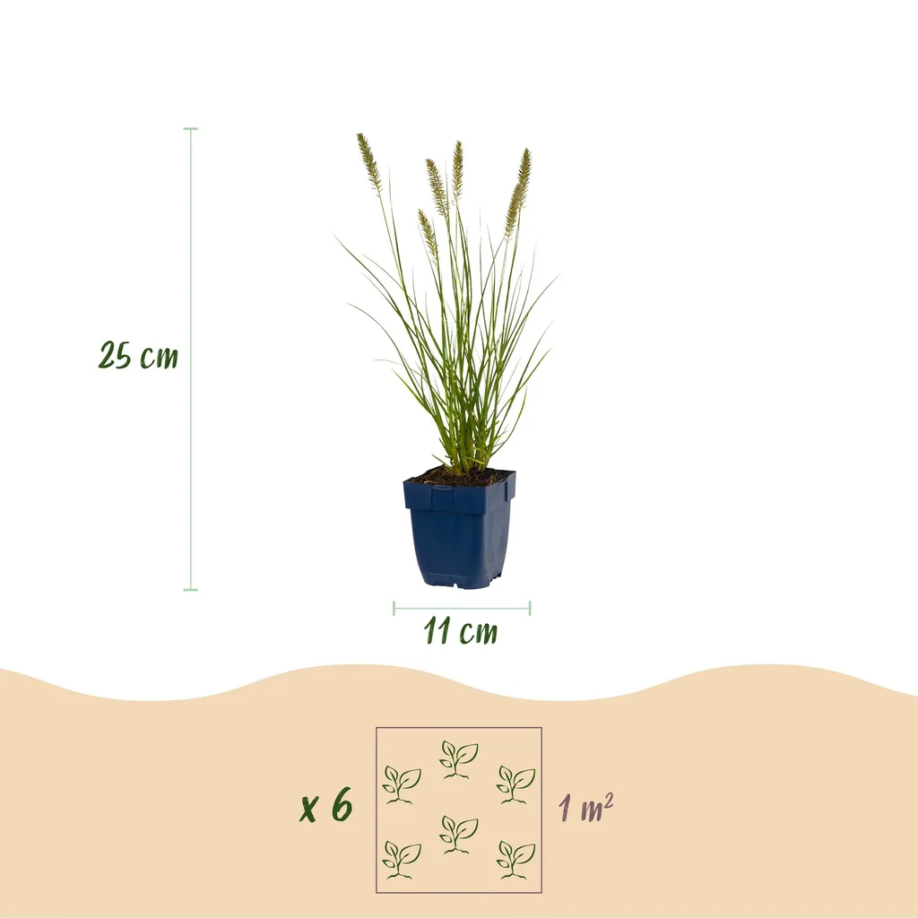 Lampenputzergras 'Hameln' 6er-Set (Pennisetum alopecuroides) – winterhartes Ziergras, Topf-Ø 11 cm, Höhe ca. 15–25 cm