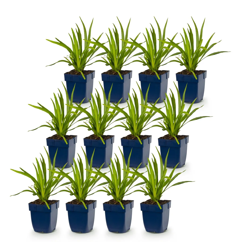 Prachtscharte Farbmix 12er-Set (Liatris) – winterharte Staude, Topf-Ø 11 cm, Höhe ca. 15–25 cm