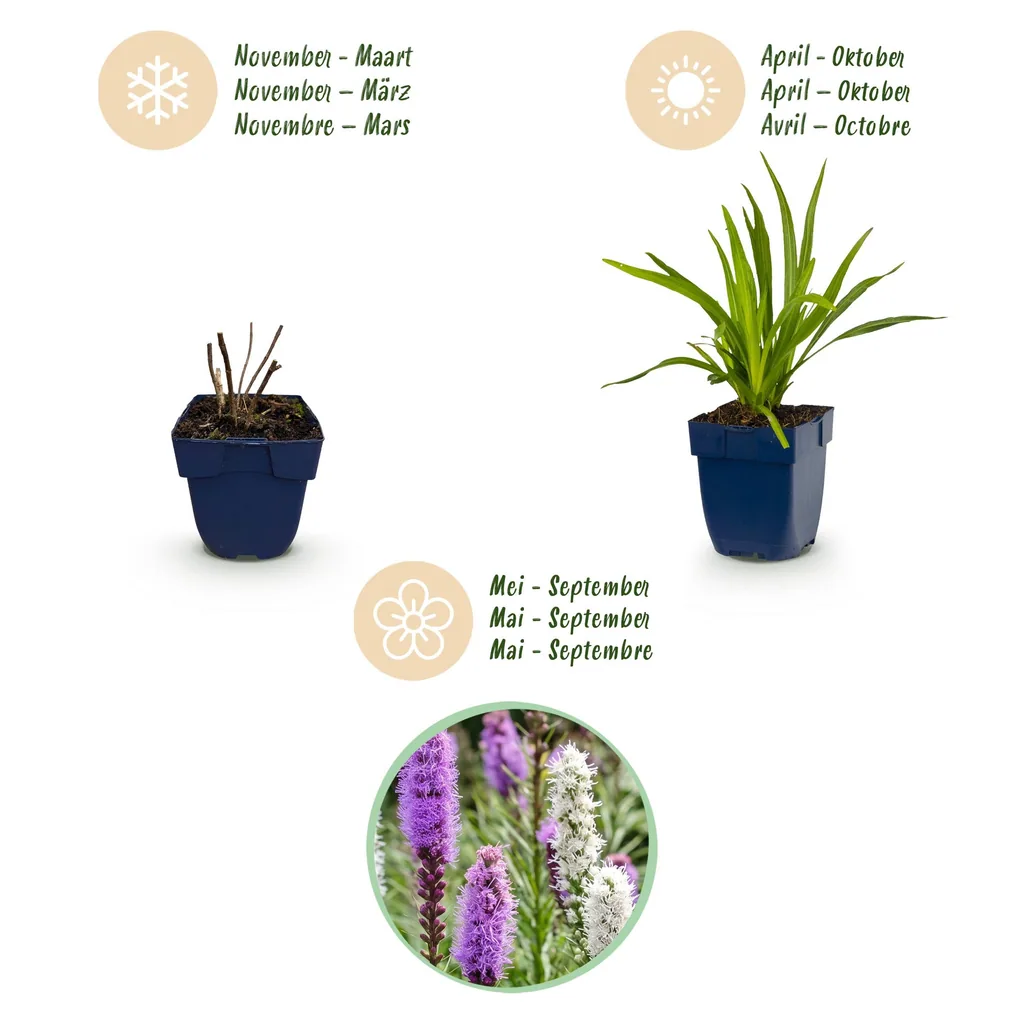 Prachtscharte Farbmix 12er-Set (Liatris) – winterharte Staude, Topf-Ø 11 cm, Höhe ca. 15–25 cm