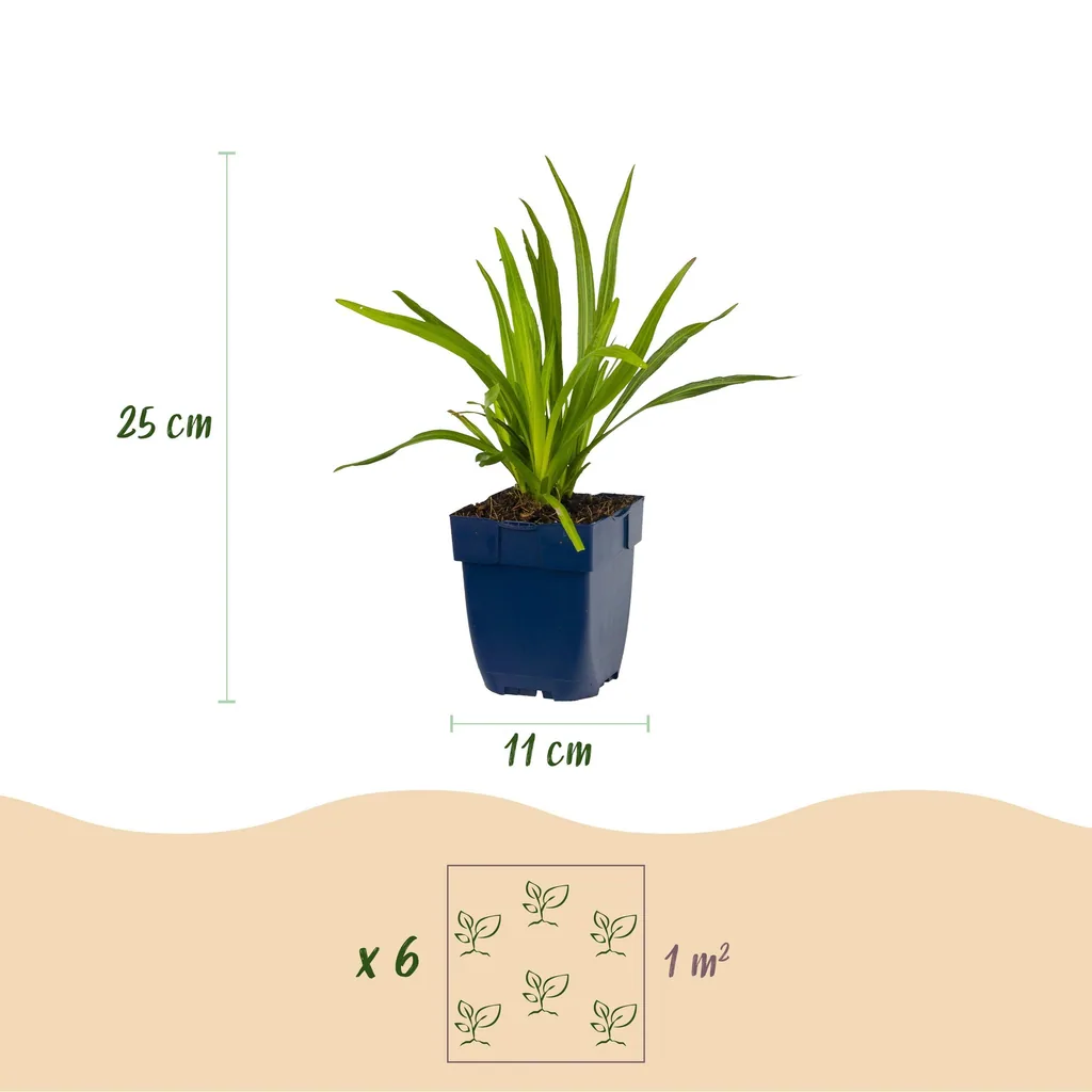 Prachtscharte Farbmix 12er-Set (Liatris) – winterharte Staude, Topf-Ø 11 cm, Höhe ca. 15–25 cm