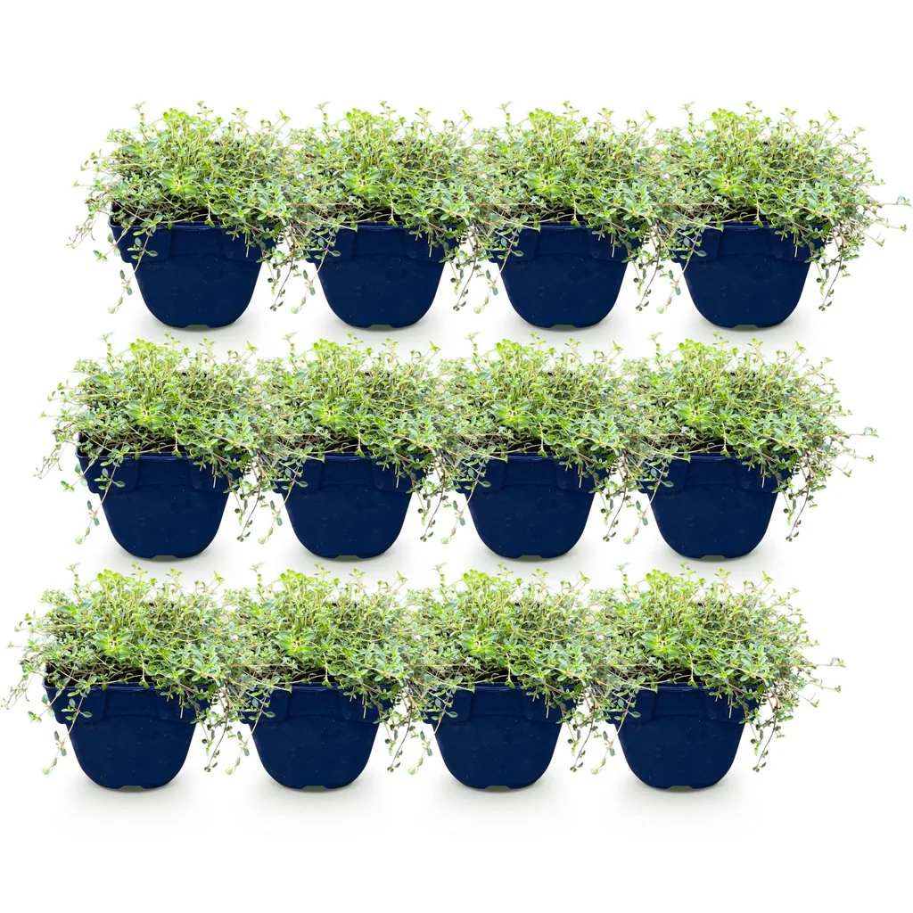 Thymian Farbmix 12er-Set (Thymus) – winterharte Würzpflanze, Topf-Ø 11 cm, Höhe ca. 15–25 cm