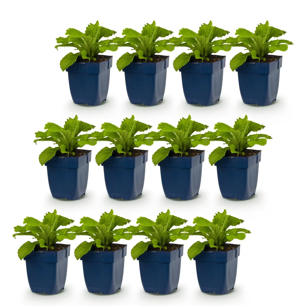 Roter Fingerhut 'Dalmatian Purple' 12er-Set (Digitalis purpurea) – winterharte Staude, Topf-Ø 11 cm, Höhe ca. 15–25 cm