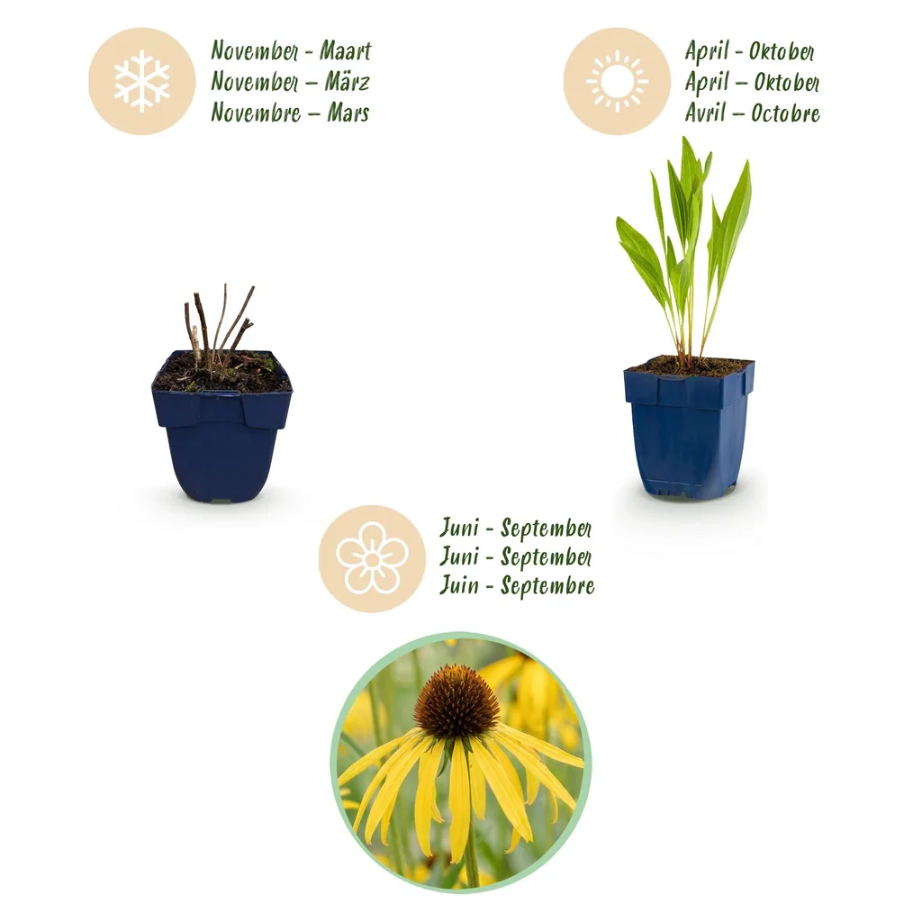 Gelber Scheinsonnenhut 12er-Set (Echinacea paradoxa) – winterharte Staude, Topf-Ø 11 cm, Höhe ca. 15–25 cm