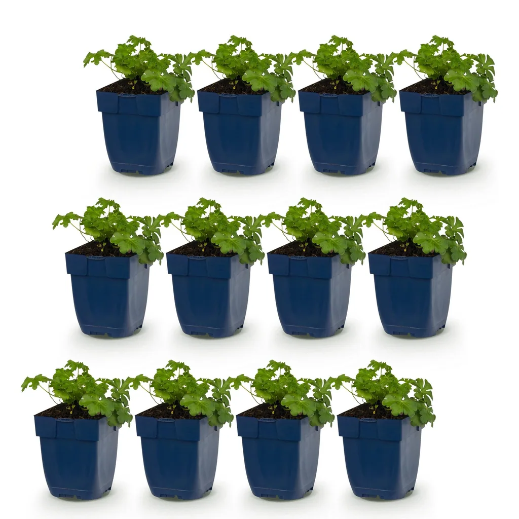 Storchschnabel 'Cambridge' 12er-Set (Geranium) – Staude, Topf-Ø 11 cm, Höhe ca. 15–25 cm