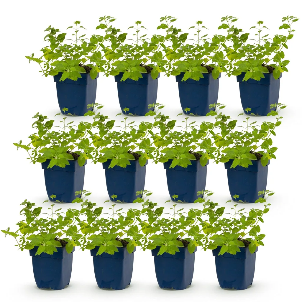 Katzenminze 'Six Hills Giant' 12er-Set (Nepeta faassenii) – winterharte Staude, Topf-Ø 11 cm, Höhe ca. 15–25 cm