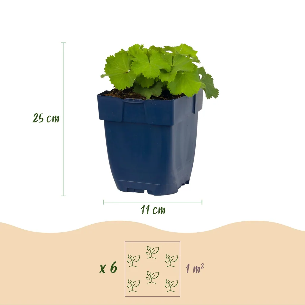 Weicher Frauenmantel 24er-Set (Alchemilla mollis) – winterharte Staude, Topf-Ø 11 cm, Höhe ca. 15–25 cm