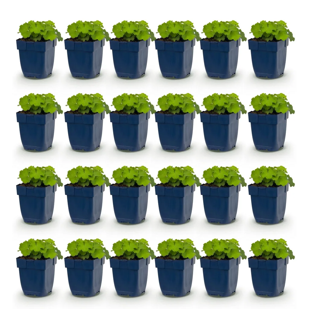 Weicher Frauenmantel 24er-Set (Alchemilla mollis) – winterharte Staude, Topf-Ø 11 cm, Höhe ca. 15–25 cm