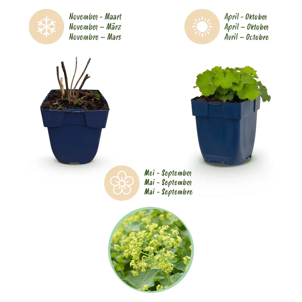 Weicher Frauenmantel 24er-Set (Alchemilla mollis) – winterharte Staude, Topf-Ø 11 cm, Höhe ca. 15–25 cm
