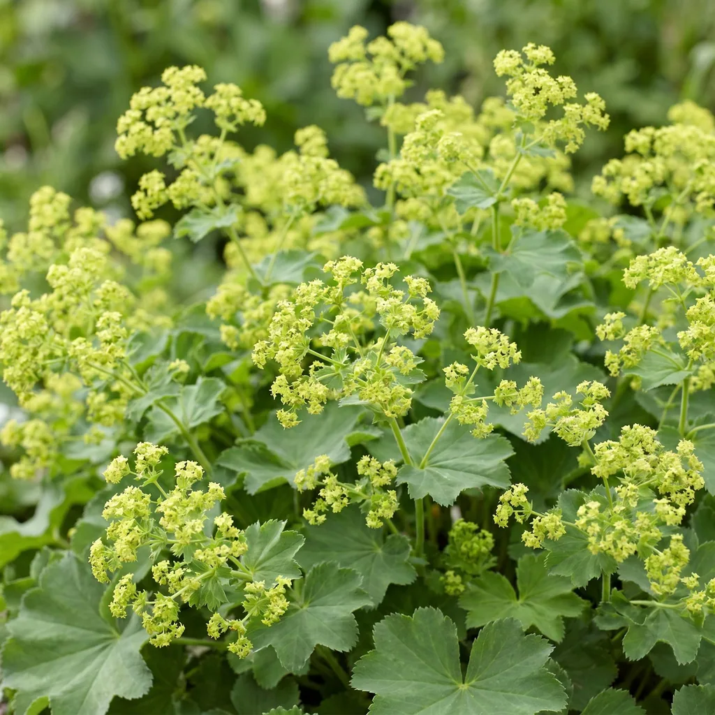 Weicher Frauenmantel 24er-Set (Alchemilla mollis) – winterharte Staude, Topf-Ø 11 cm, Höhe ca. 15–25 cm