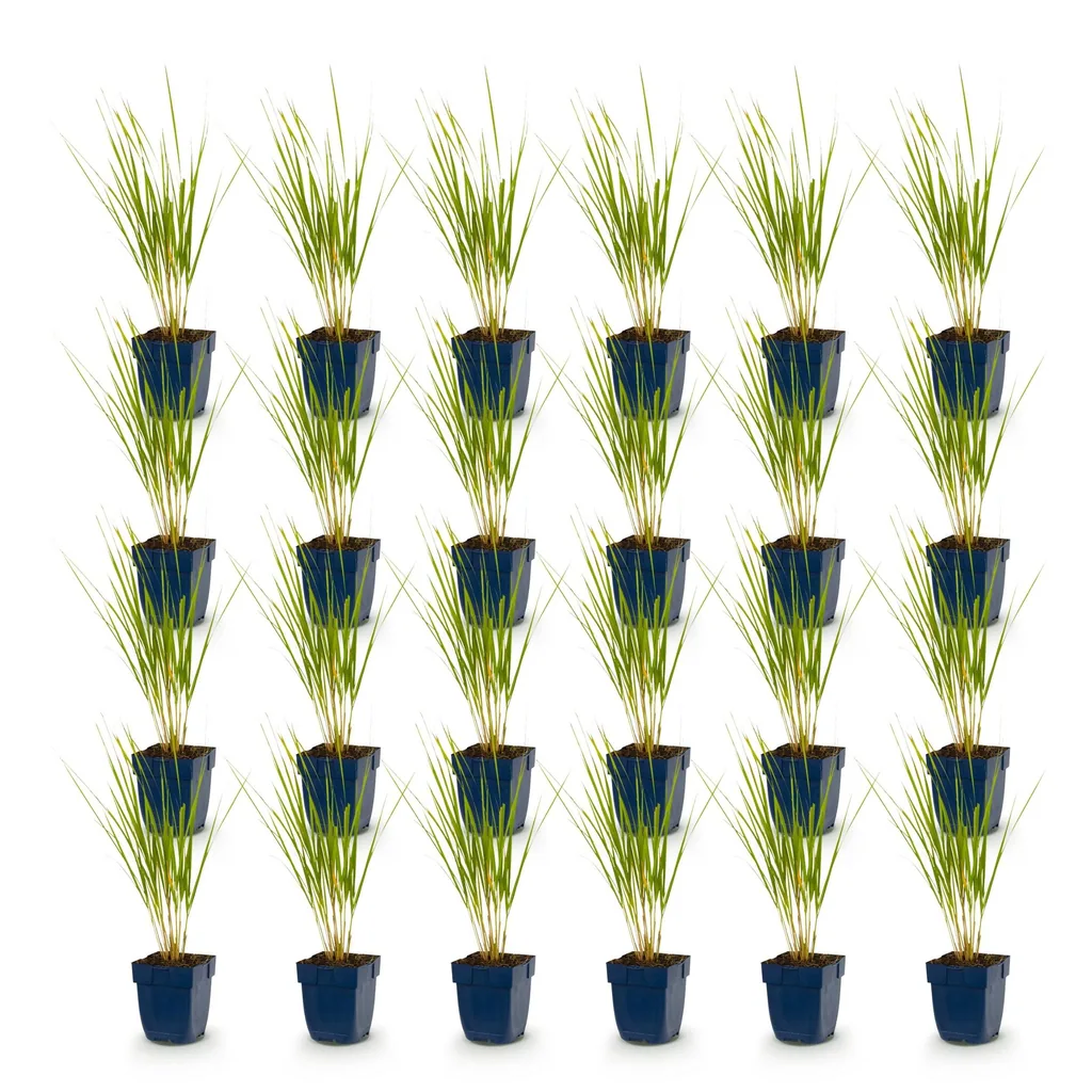 Reitgras 'Karl Foerster' 24er-Set (Calamagrostis) – winterhartes Ziergras, Topf-Ø 11 cm, Höhe ca. 15–25 cm