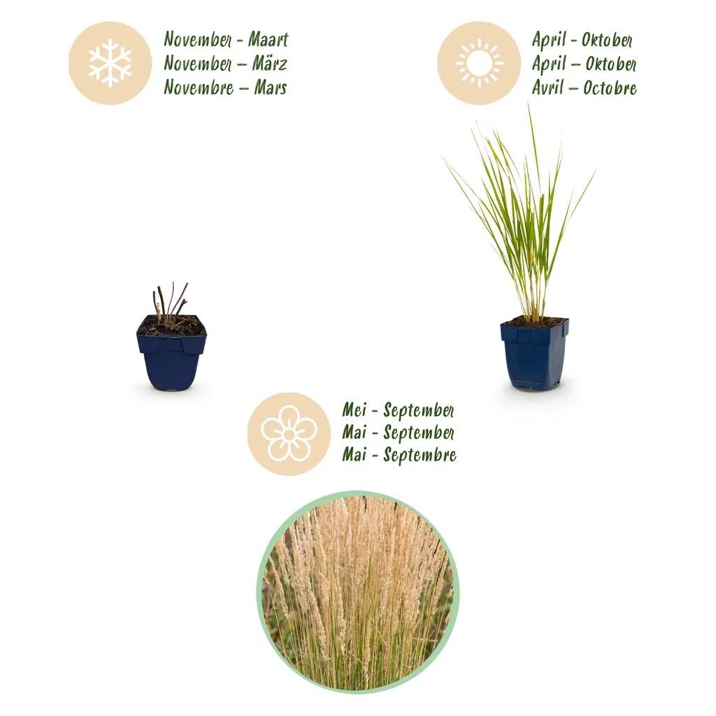 Reitgras 'Karl Foerster' 24er-Set (Calamagrostis) – winterhartes Ziergras, Topf-Ø 11 cm, Höhe ca. 15–25 cm